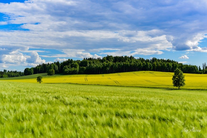 Cornfields of summer under a perfect summer sky