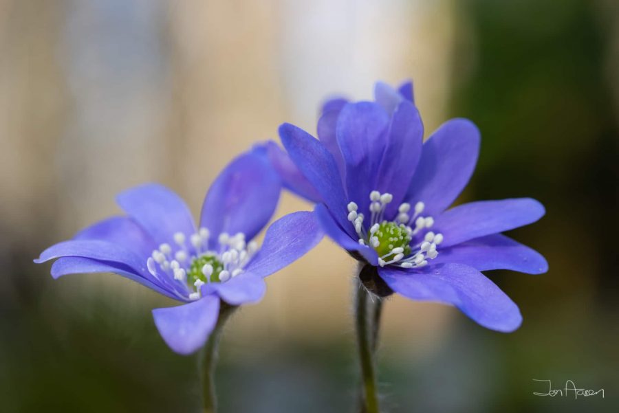 Three Liverleaf flowers