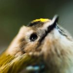Common Goldcrest looking at the sky during bird ringing