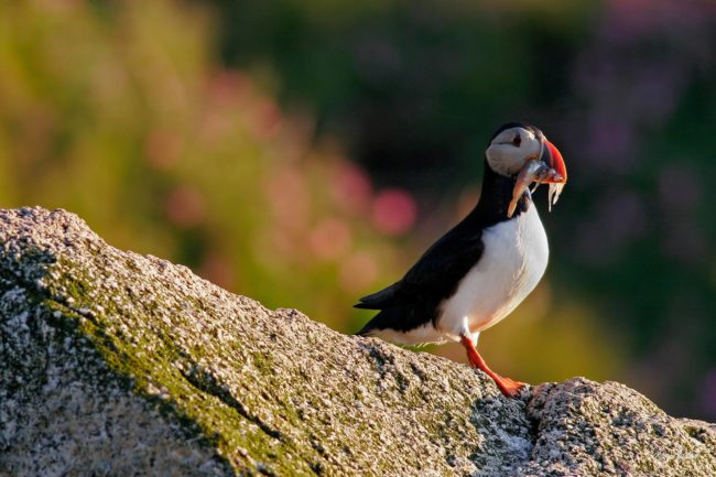Atlantic puffin with fish fry.