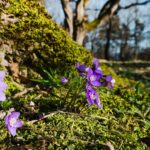 Liverleaf in springbloomage at the foot of an oak