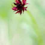 Gymnadenia nigra (latin)